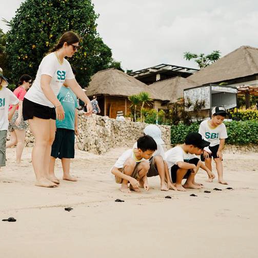 Baby Turtle Release
